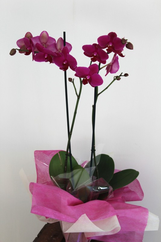 planta natural de orquídea phalaenopsis