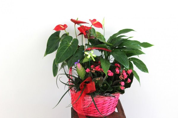 cesta de plantas variadas