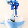 planta natural de orquídeas azules