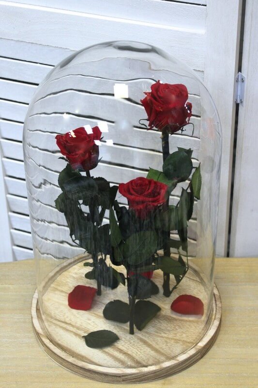 Urna de cristal con tres rosas rojas preservadas en su interior