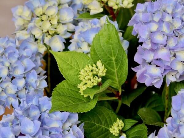 planta de hortensias de color azul