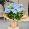 planta de hortensia de color azul