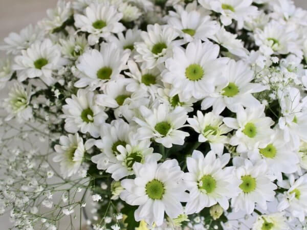 bouquet pequeño de margaritas blancas