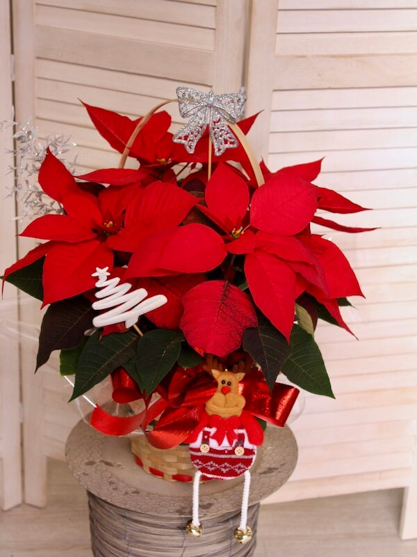 cesta con planta de navidad y decoracion navideña