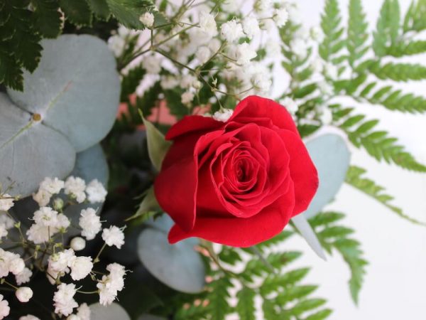 caja de rosas rojas a domicilio