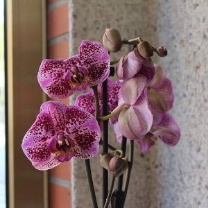 Planta de orquideas