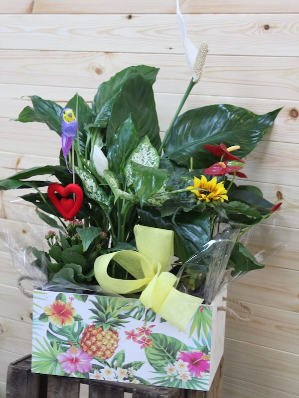 caja de plantas espectacular para regalar el día de la madre