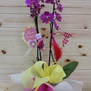 orquídea para mamá