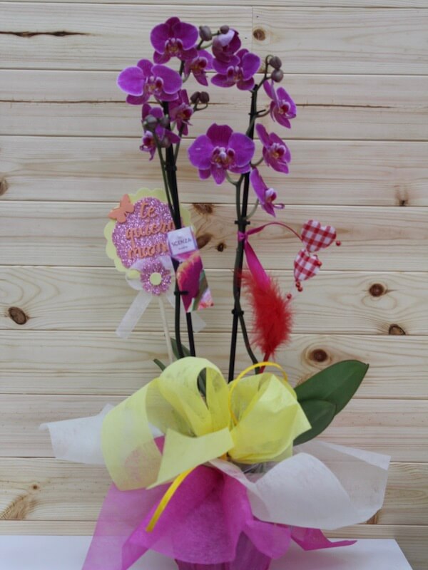 Planta de orquídea para regalar el día de la madre