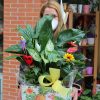 caja de plantas espectacular para regalar el día de la madre