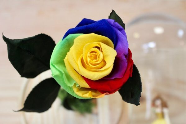 Rosa eterna multicolor