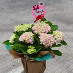planta de hortensia con pick